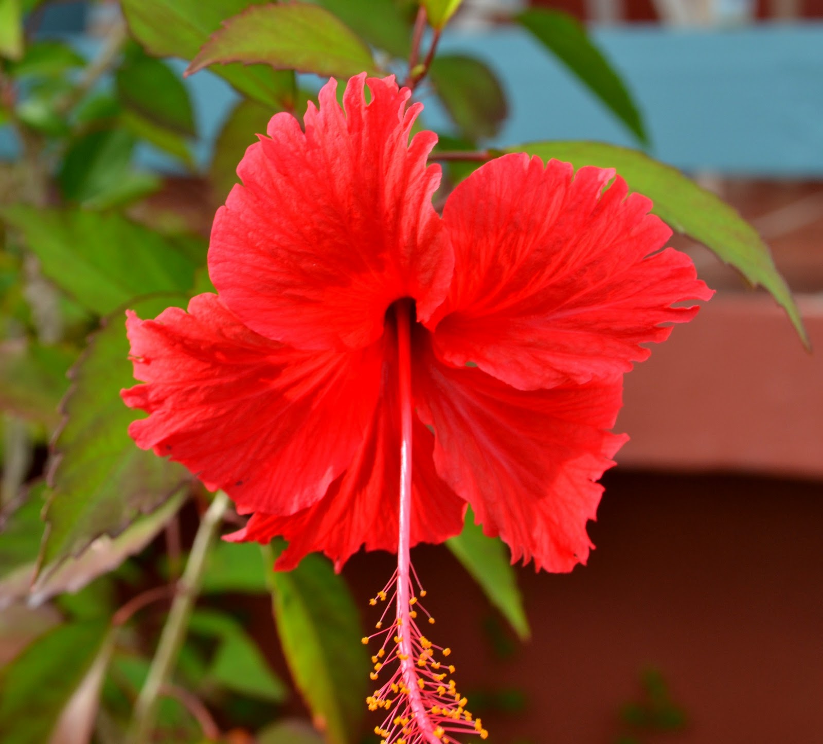 Pictures Worth 10,000 words Hibiscus