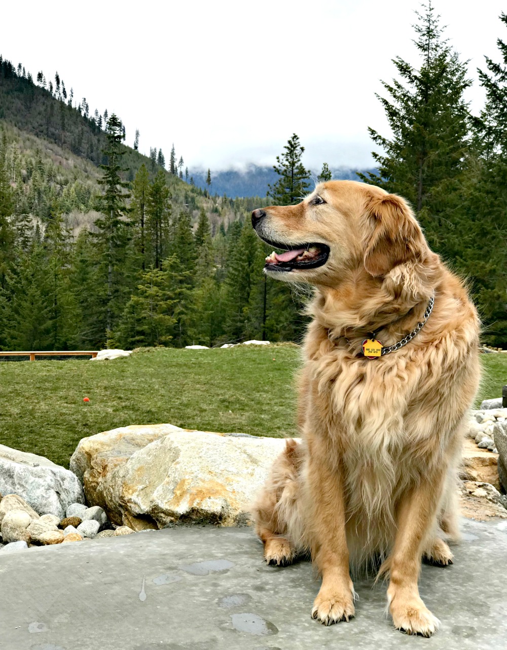 Fun Outdoor Activities for You and Your Dog