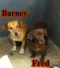 7/12/12 Dachshund | Logan, WV | Fred and barney