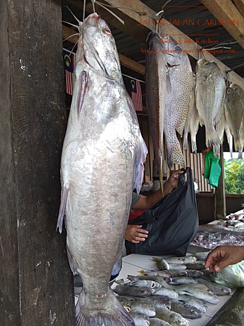 Amie S Little Kitchen Memburu Ikan Segar Di Kala Petang Amie S Little Kitchen Memburu Ikan Segar Di Kala Petang