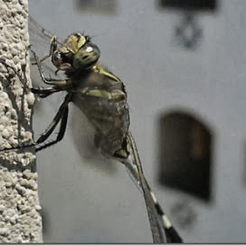 Dragon Fly Eating A Bug [Complete & Rare Video]
