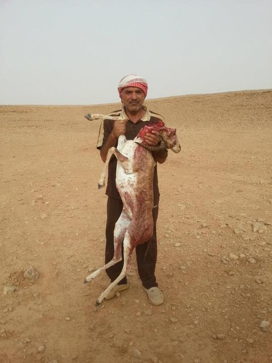 صيد غزال العراق - الرطبة 