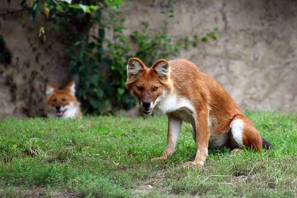 The Dhole