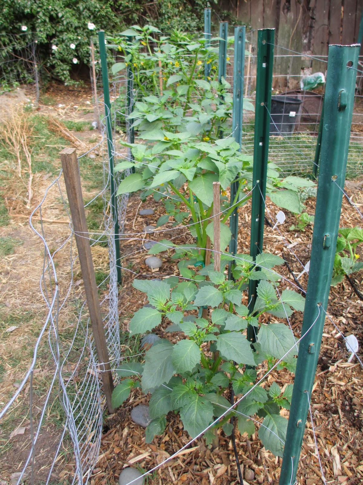 Andie's Way Trellis Ideas for Tomatoes, Cucumbers, Beans, Peas, Melons