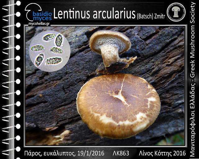 Lentinus arcularius (Batsch) Zmitr.