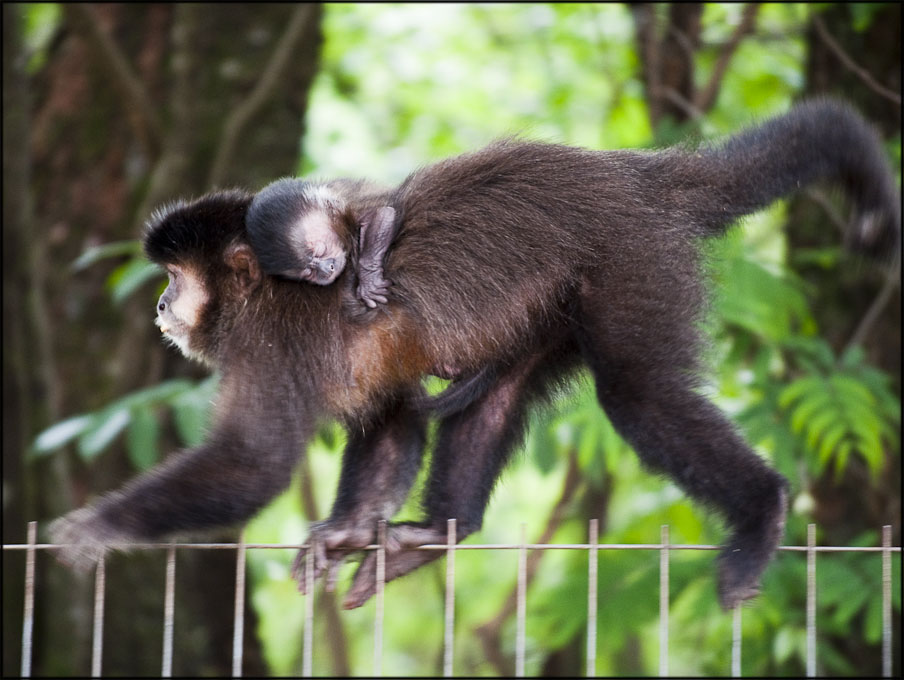 O GRITO DO BICHO Macacos começam a ser operados em Maringá PR O GRITO DO BICHO Macacos começam a ser operados em Maringá PR