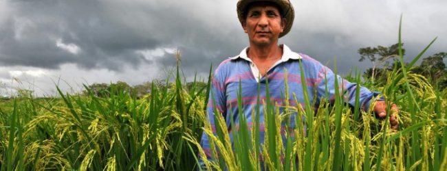 Bolivia to Be Completely Food Independent in 2020 by Investing in Small Farmers