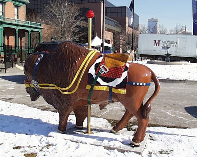 Nan Weber's Musings: Bison or Buffalo (Olympic Memories)