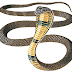 King Cobra Snake - Ophiophagus hannah (World's longest venomous snake)