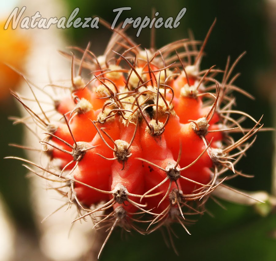 El Cactus de Colores,Gymnocalicium mihanovichii