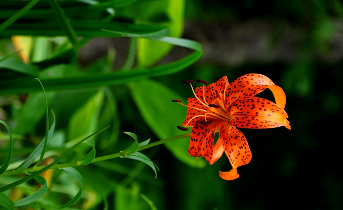 The holy lily HD wallpapers 9   1280x800   Flower Wallpapers