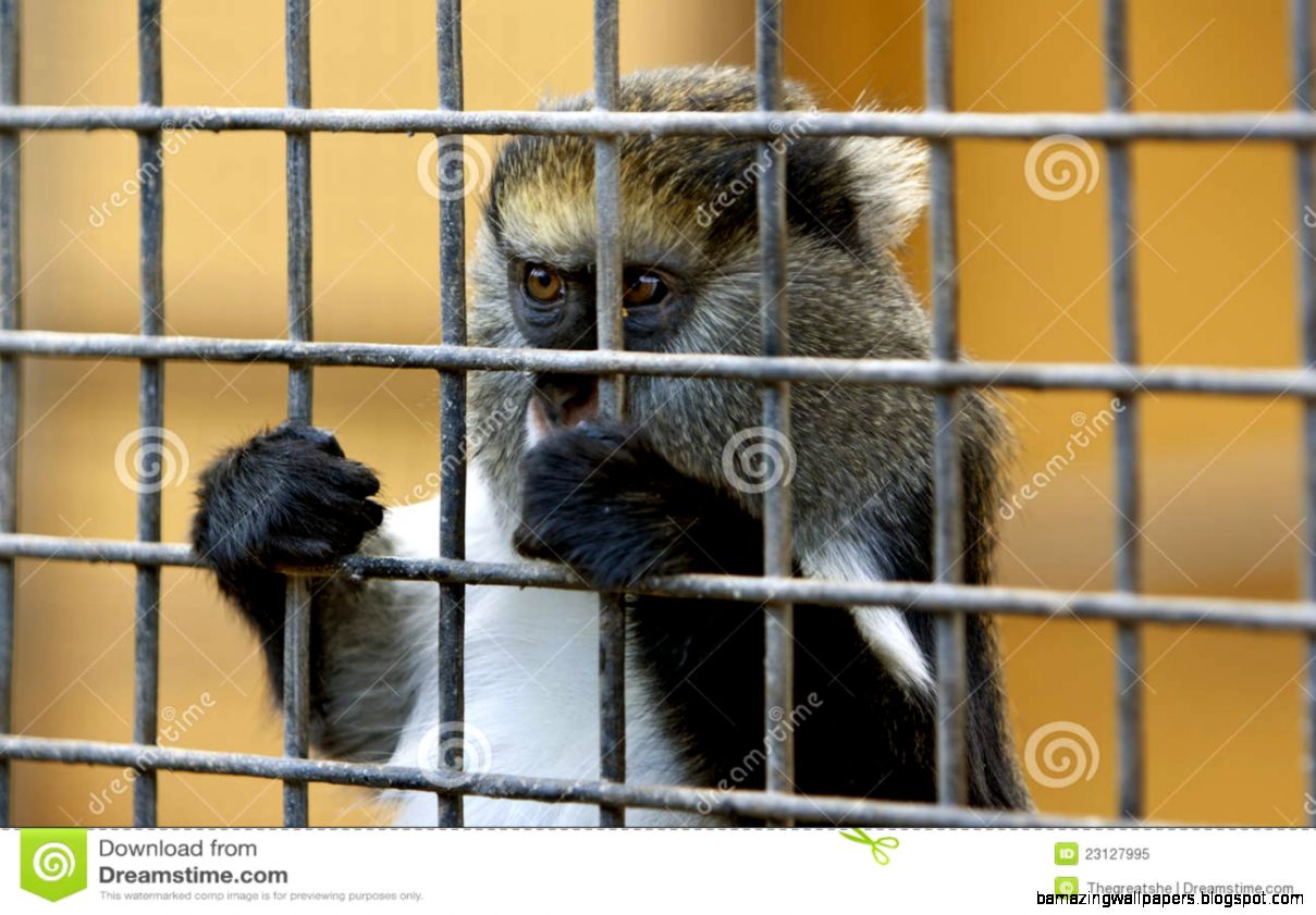 Sad Zoo Animals In Cages Amazing Wallpapers