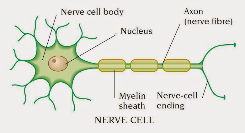 axon ~ Nursing