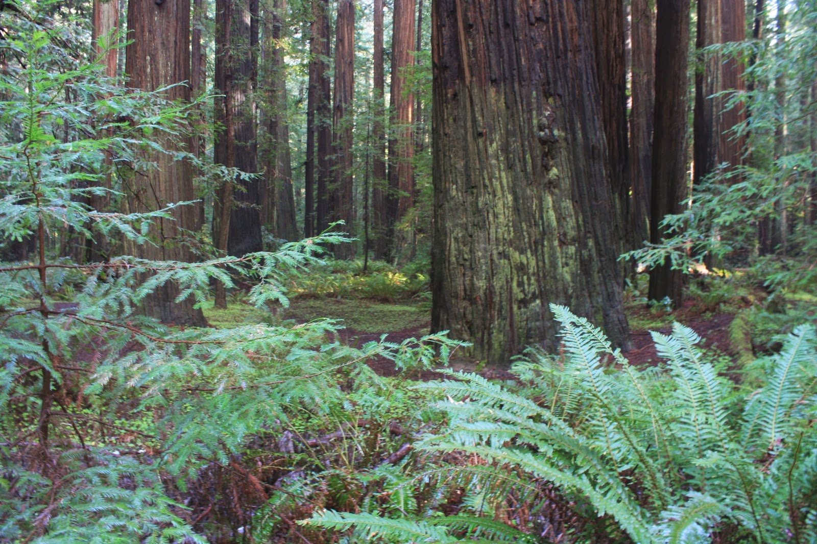 plodding in paradise: ON THE ROAD: REDWOODS MAGIC