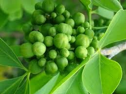 Bael To Cure Ear Infections Bael To Cure Ear Infections