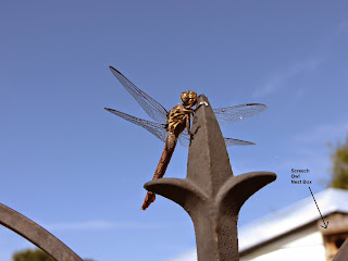 Dragonfly Perching
