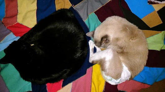 Almost, but Not Quite Cuddled