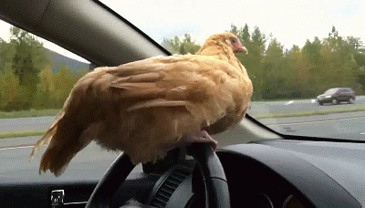 Braunes Huhn auf Lenkrad fährt Auto Spassbilder