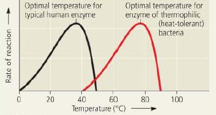 Biologi Faktor Yang Mempengaruhi Aktivitas Enzim