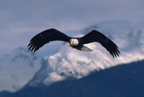 ak alaska eagle flight flying juneau bush pilot