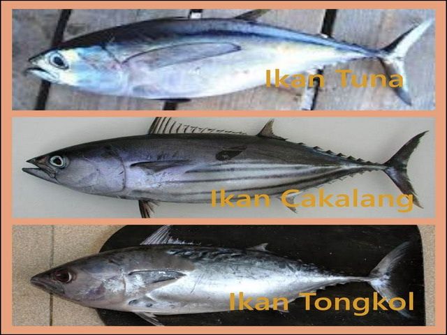 Gambar Ikan Tuna