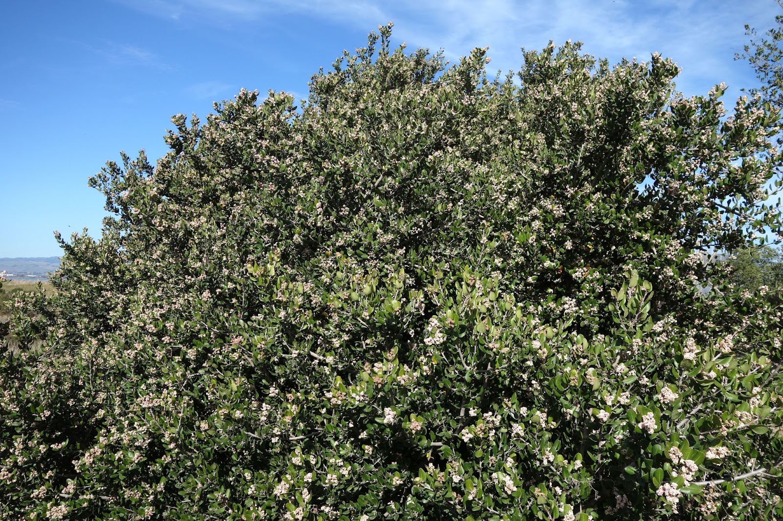 Flower Gallery Lemonade Berry (Rhus integrifolia) レモネードベリー