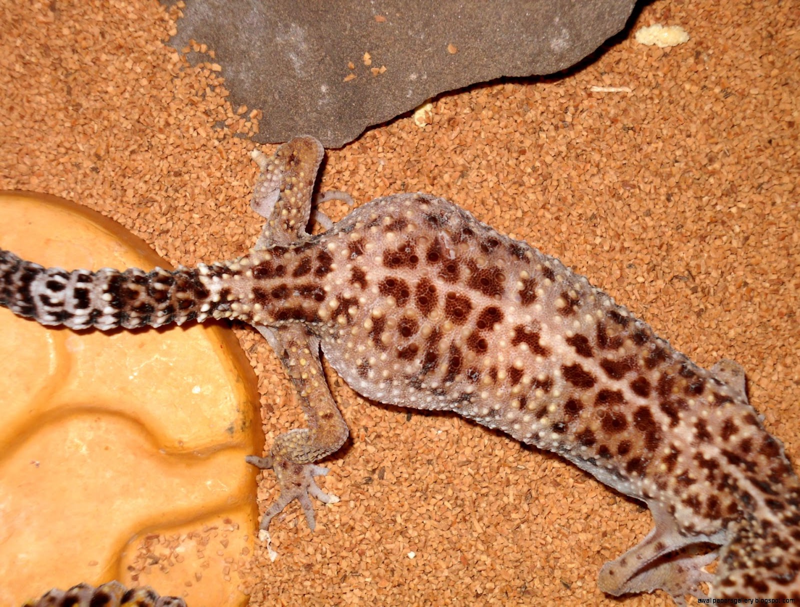 Leopard Gecko.