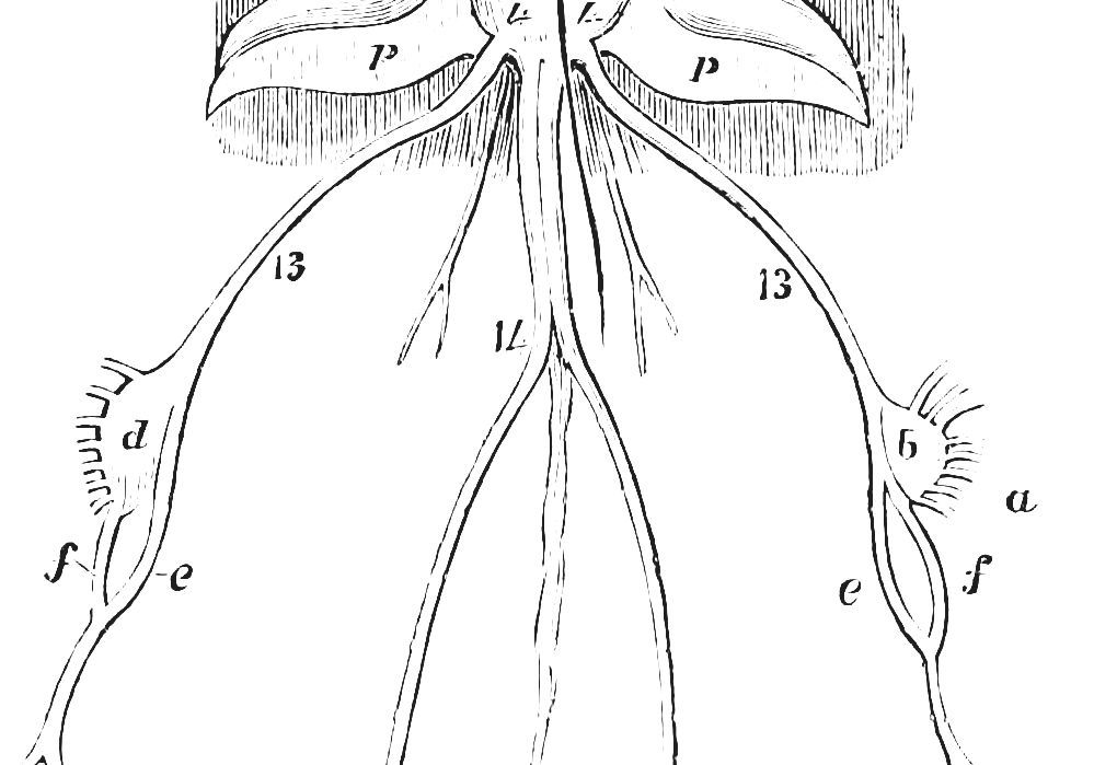Category:Fish Nervous System - Nervous System Of A Fish