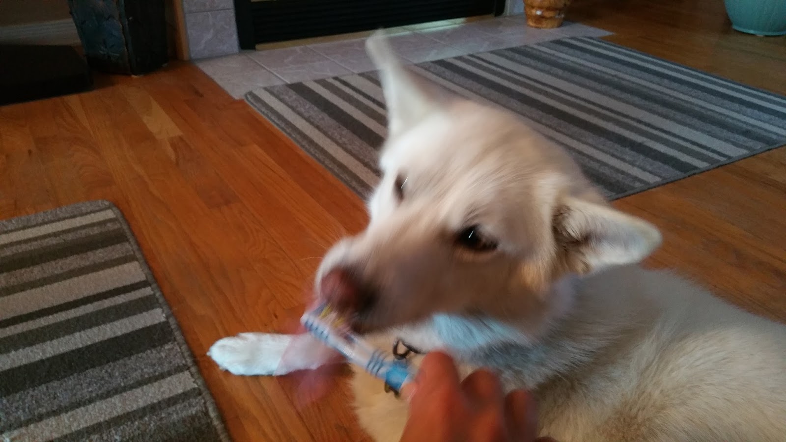 Tips for Dog Owners Do you brush your dog’s teeth?