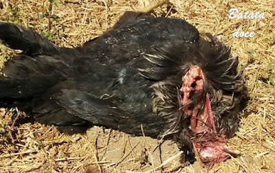 Galinha morta por doninha Galinha morta por doninha