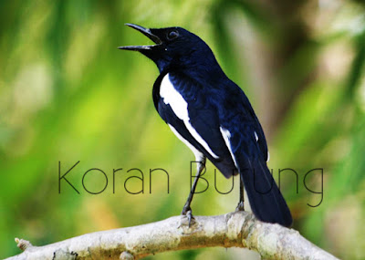 Cara Memilih Burung Kacer Bakalan Yang Prospeknya Bagus burung yang identik dengan bunyi merdunya ini berbagai peminatnya Cara Memilih Burung Kacer Bakalan Yang Prospeknya Bagus