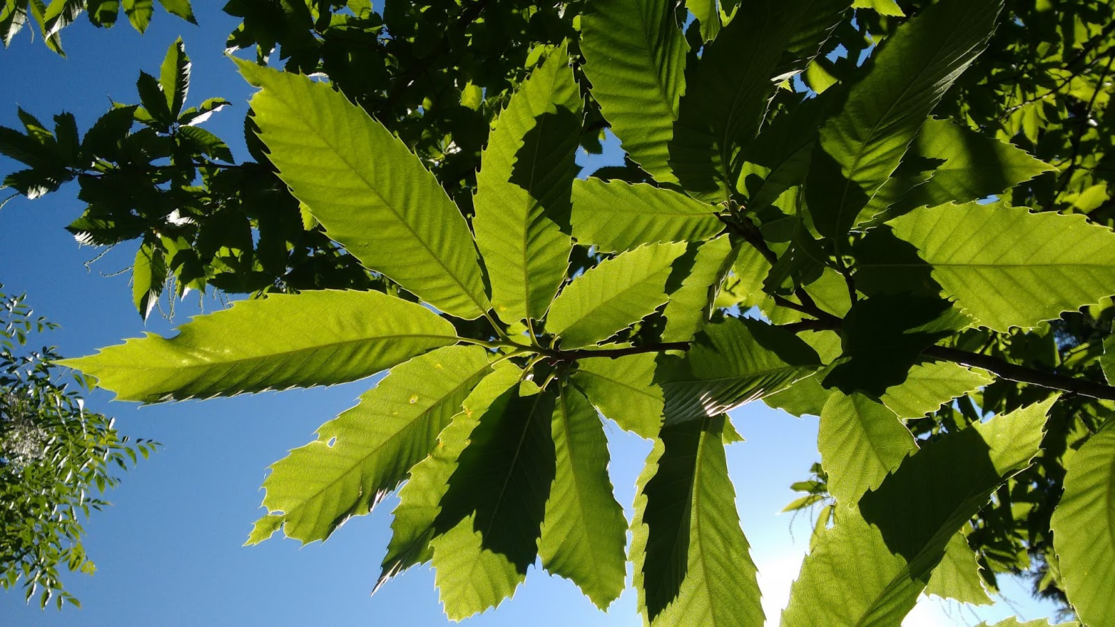Natural MR: Fichas sobre árboles