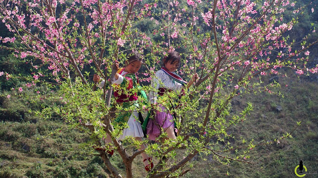 Peach, plum flowers blooming on the Plateau Ha Giang 2 Peach, plum flowers blooming on the Plateau Ha Giang 2