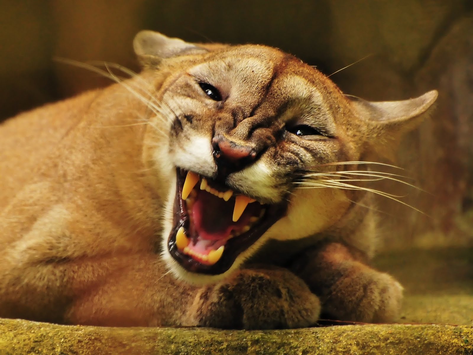 Puma Duvar Kağıtları Puma HD Wallpapers Kaliteli Resim Puma Duvar Kağıtları Puma HD Wallpapers Kaliteli Resim
