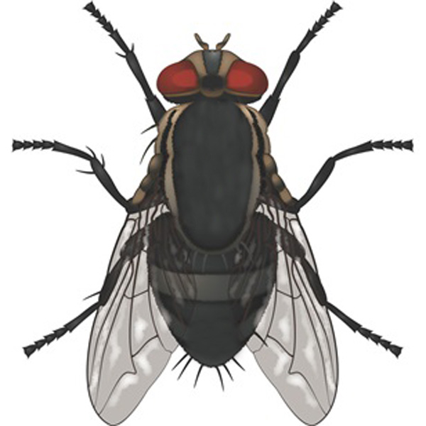 Serangga Lalat Rumah