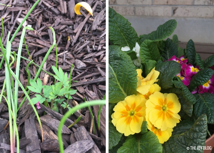 Bleeding Heart Sprouting & Primroses // Garden Updates: Mid-Spring 2018 // www.thejoyblog.net