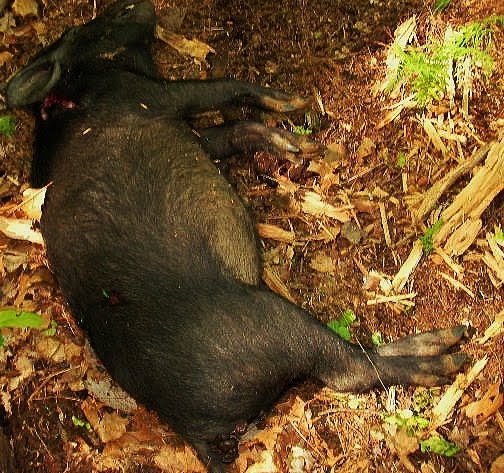The Female Survivalist: Wild Hog Shot