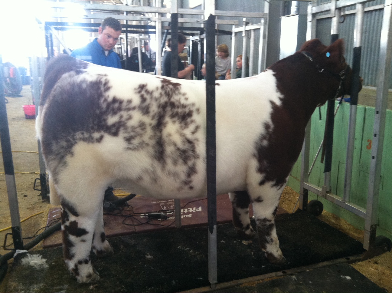 DIAMOND G CATTLE CO. Ft Worth Market Steer Show Champion Shorthorn