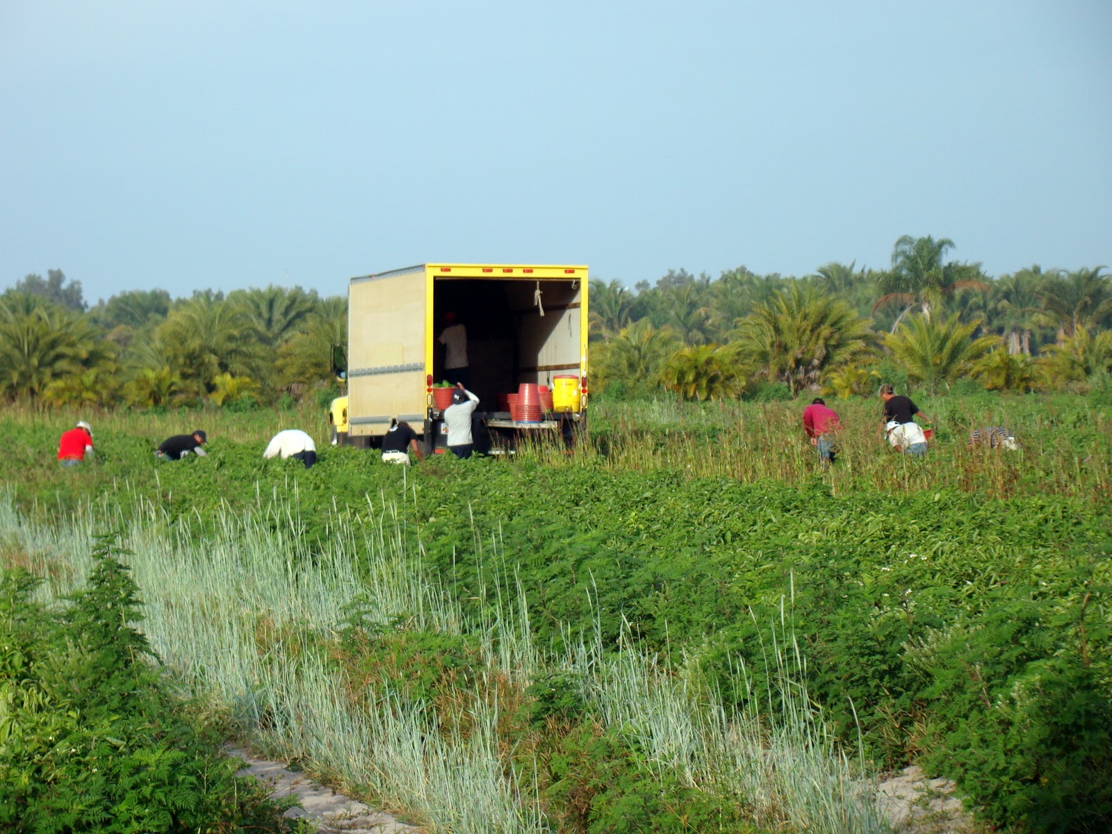 Pine Island, Florida Picking peppers on Pine Island