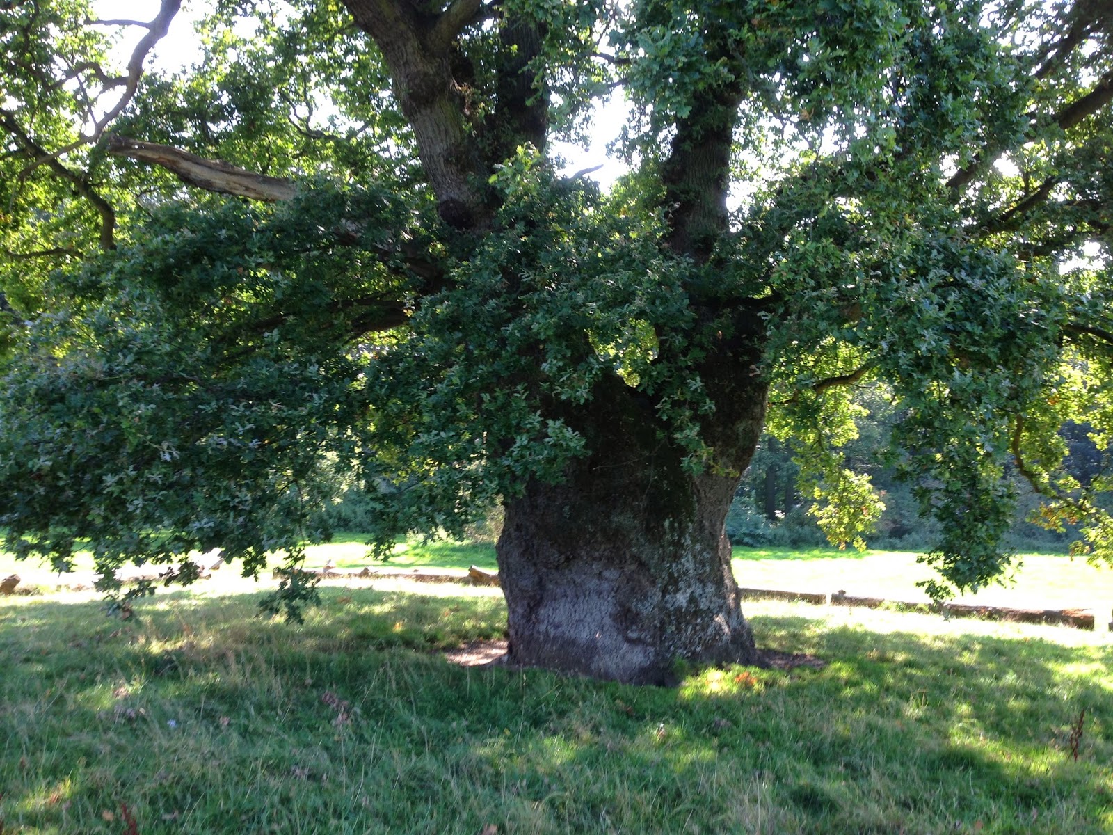 HEART OF BALANCE The pollarded Oak at Earlham Park, Norwich