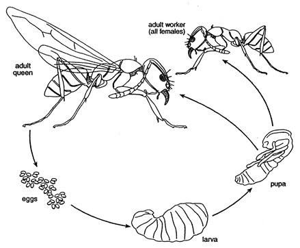 ant bulldog cycle hornet ants wasp metamorphosis insect cycles bald hymenoptera wasps facts complete animal formicidae eggs myrmecia aveek blogs