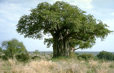 Baobab Adansonia digitata