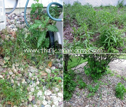Thanks, Mail Carrier | AMDRO PowerFlex Pest & Weed System {Review & $50 ...