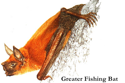 grater fishing bat Murcielago pescador gigante Noctilio leporinus