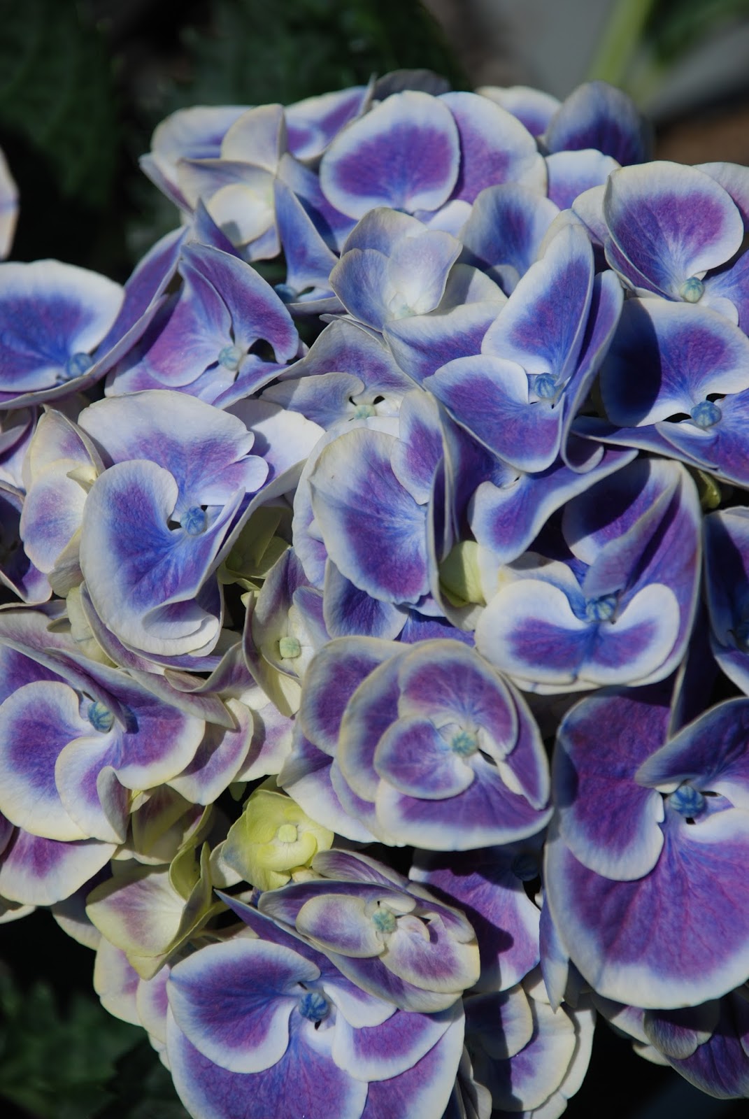 Plant Inventory At 20 Timothy Salix Integra Dappled Willow