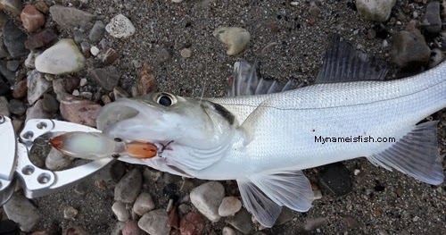 Sea Bass on Magbite Mimiq Squid