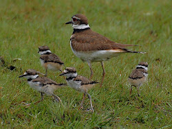 killdeer bird birds babies plover chicks nest wing farm parents broken act predators eggs distract ridiculous entry submit put kildee