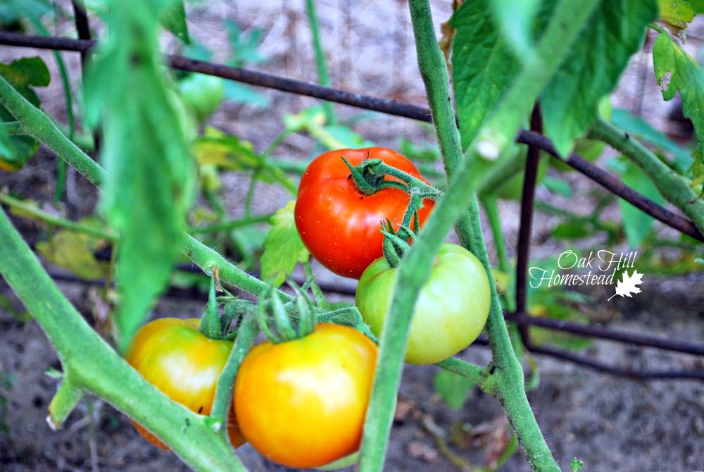 What's your favorite kind of tomato? Here's a comparison of the 5 types of heirloom tomatoes in my garden this year.