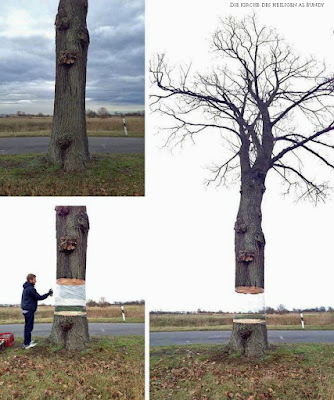 Lustige Bilder Optische Täuschung an Baum zum lachen