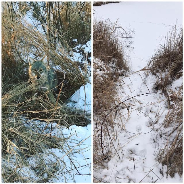 Skye Goode Wisconsin Cable Restraints The Basics